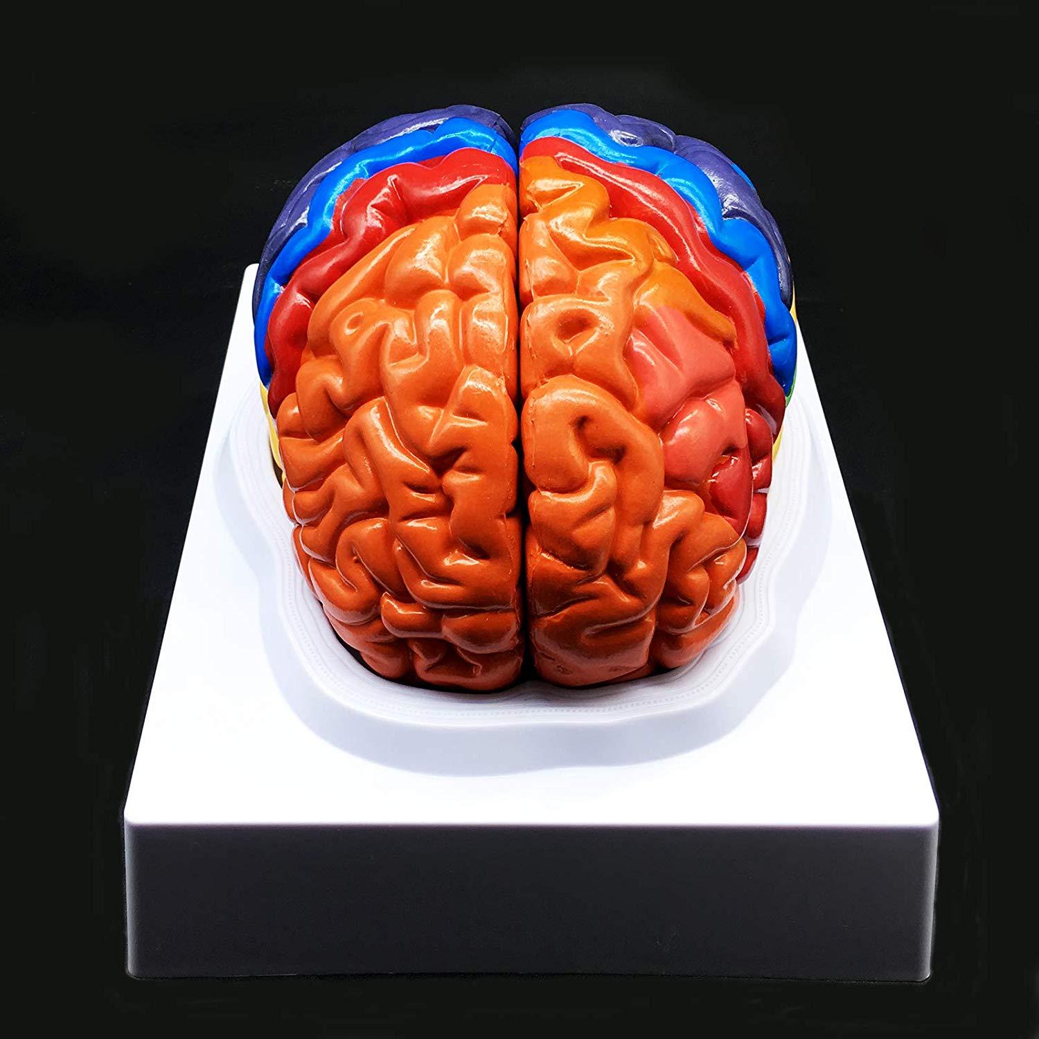Human Brain Model 2 Parts